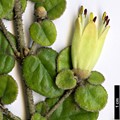 SpeciesSub: var. nummulariifolia